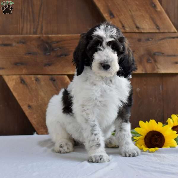 Ashley, Goldendoodle Puppy